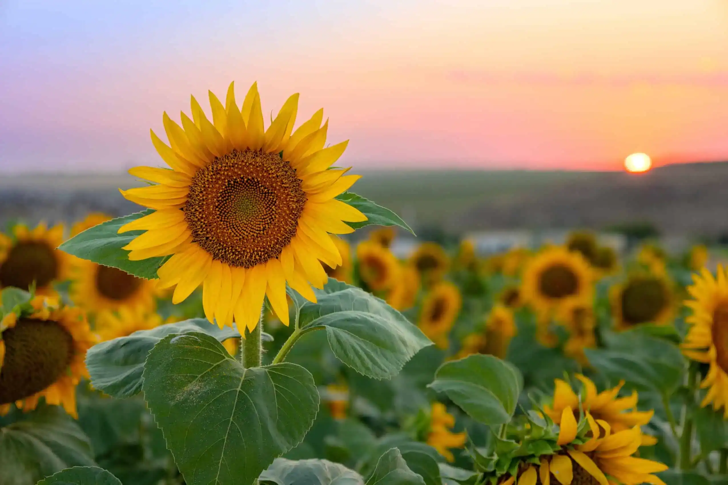 Thank You | Hudson Insurance Agency